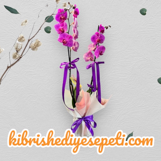 Çift Dallı Mor Orkide